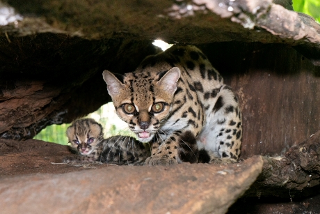 Gatinhos Nascendo 