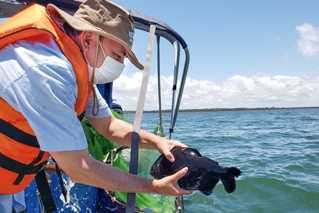 Soltura de peixe pacu com marcação eletrônica no reservatório da usina hidrelétrica de Itaipu. 