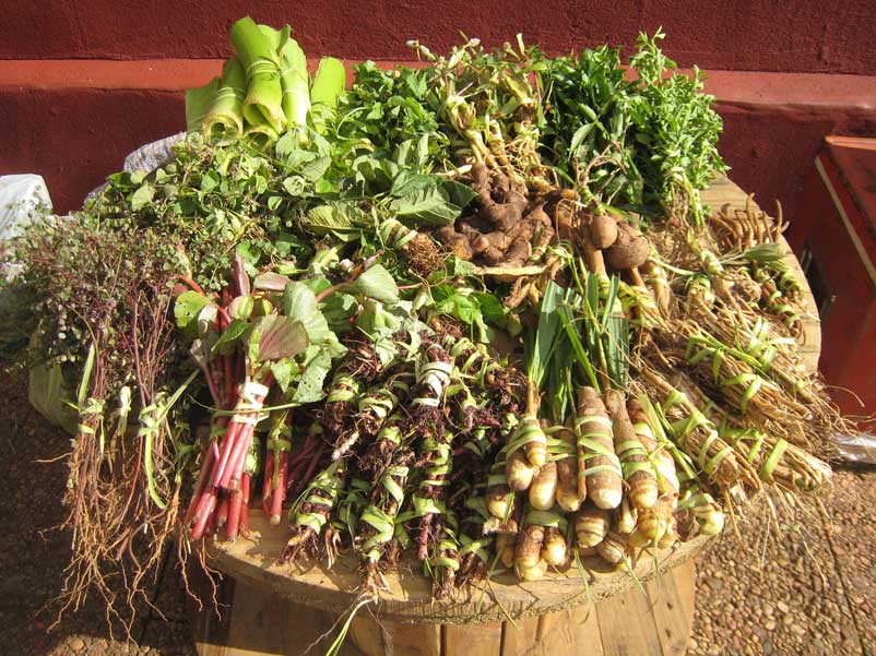 Uso De Plantas Medicinales Itaipu Binacional