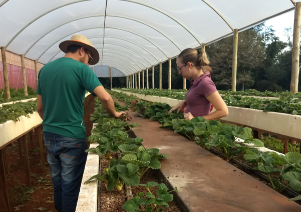 Técnico fazendo assessoria em cultivo de morangos. Foto: Jéssica Cristóvão/Capa.