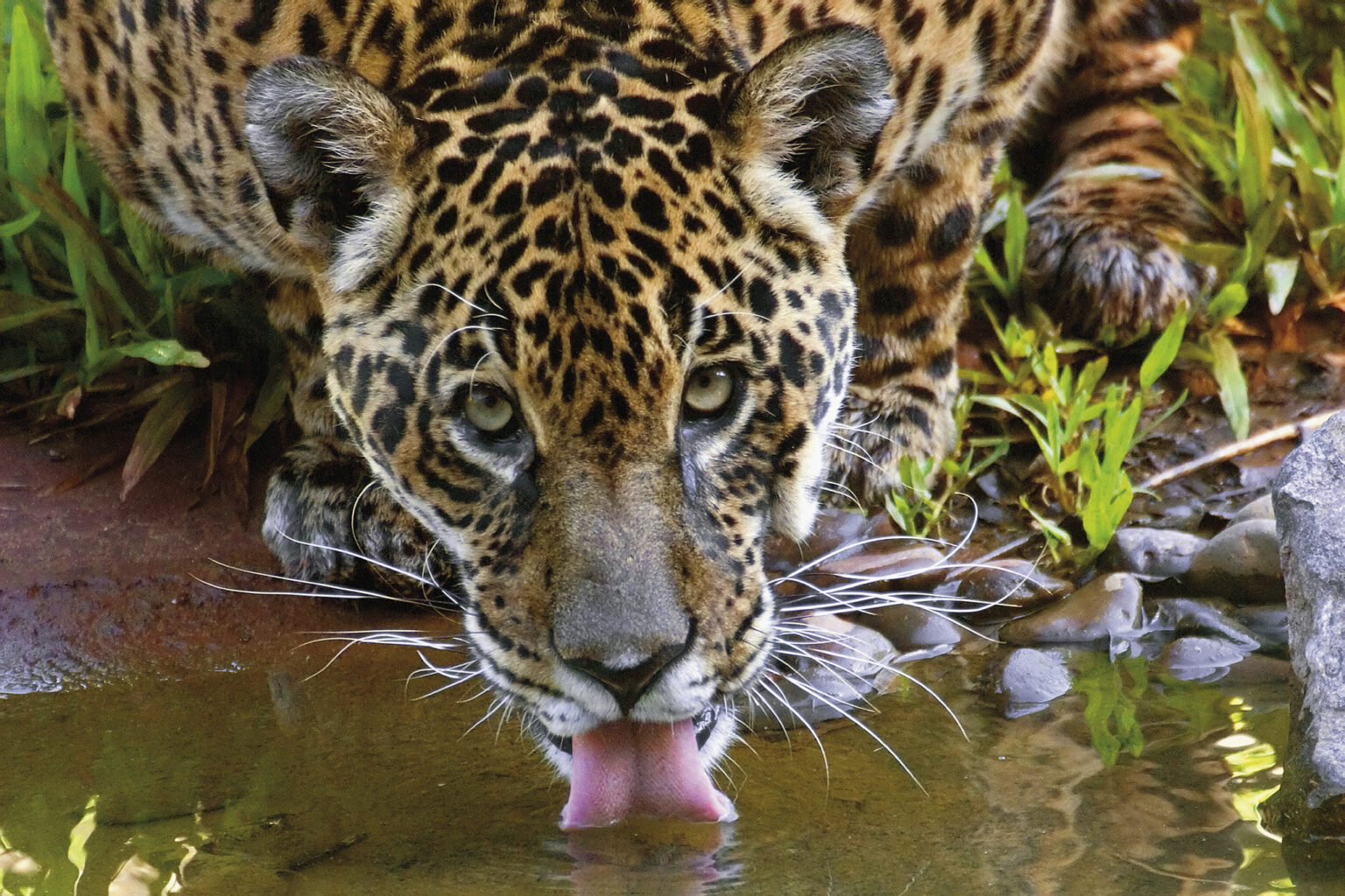 Onça pintada bebendo água: Quadro clássico dos escritórios da Itaipu
