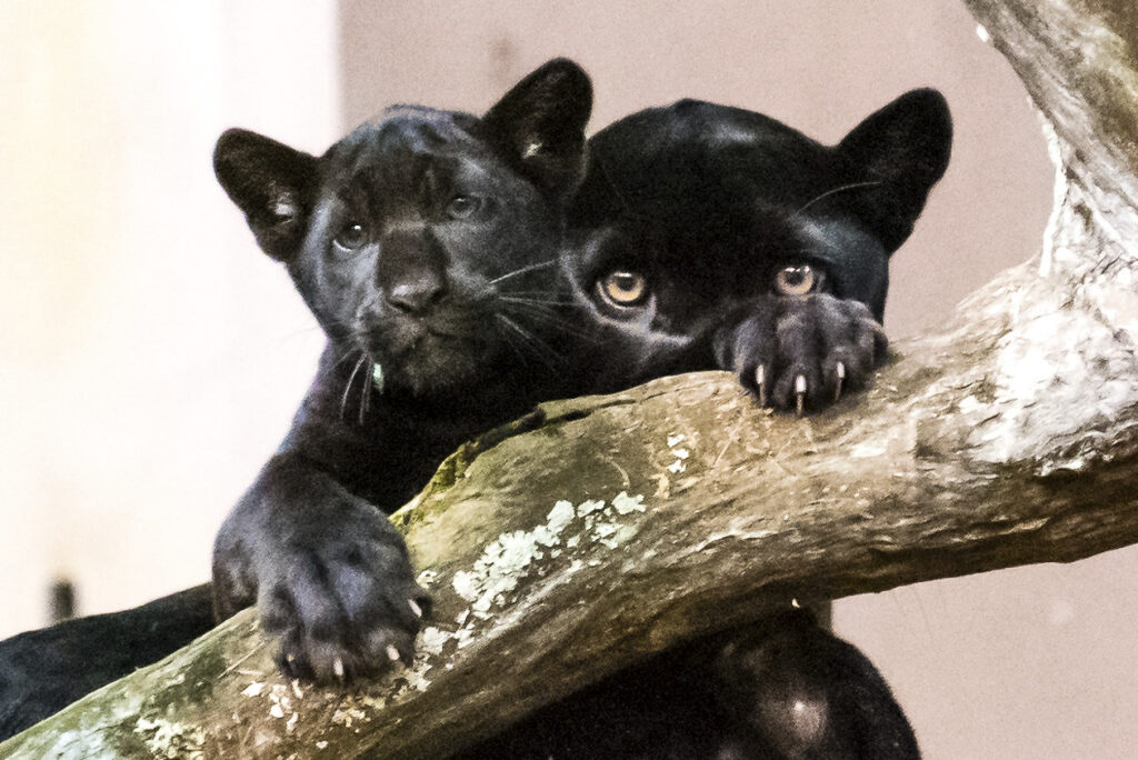 Ela nasceu mesmo para brilhar. A oncinha deu show no primeiro dia de liberdade dentro do recinto da família de onças no Refúgio Biológico Bela Vista, onde foi solta na tarde desta segunda-feira (10). Em menos de uma hora e meia, a filhote de onça-pintada (Panthera onca) interagiu com a mamãe Nena - brincou, rolou no mato, subiu nas árvores. E, pra completar o espetáculo, nadou. A partir desta terça-feira (11), ela será a nova estrela do Refúgio.