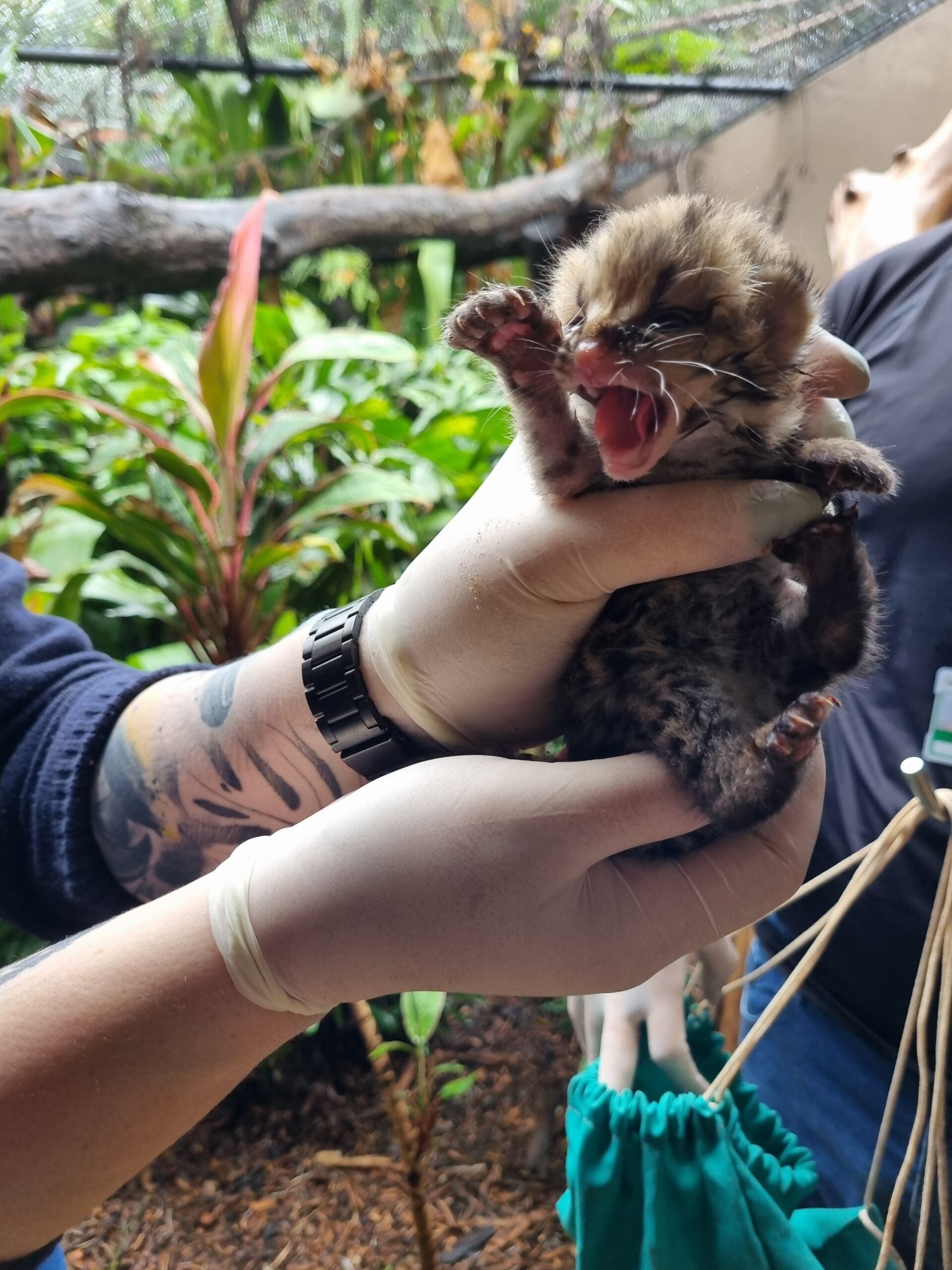 Itaipu celebra nascimento de filhote de gato-maracajá