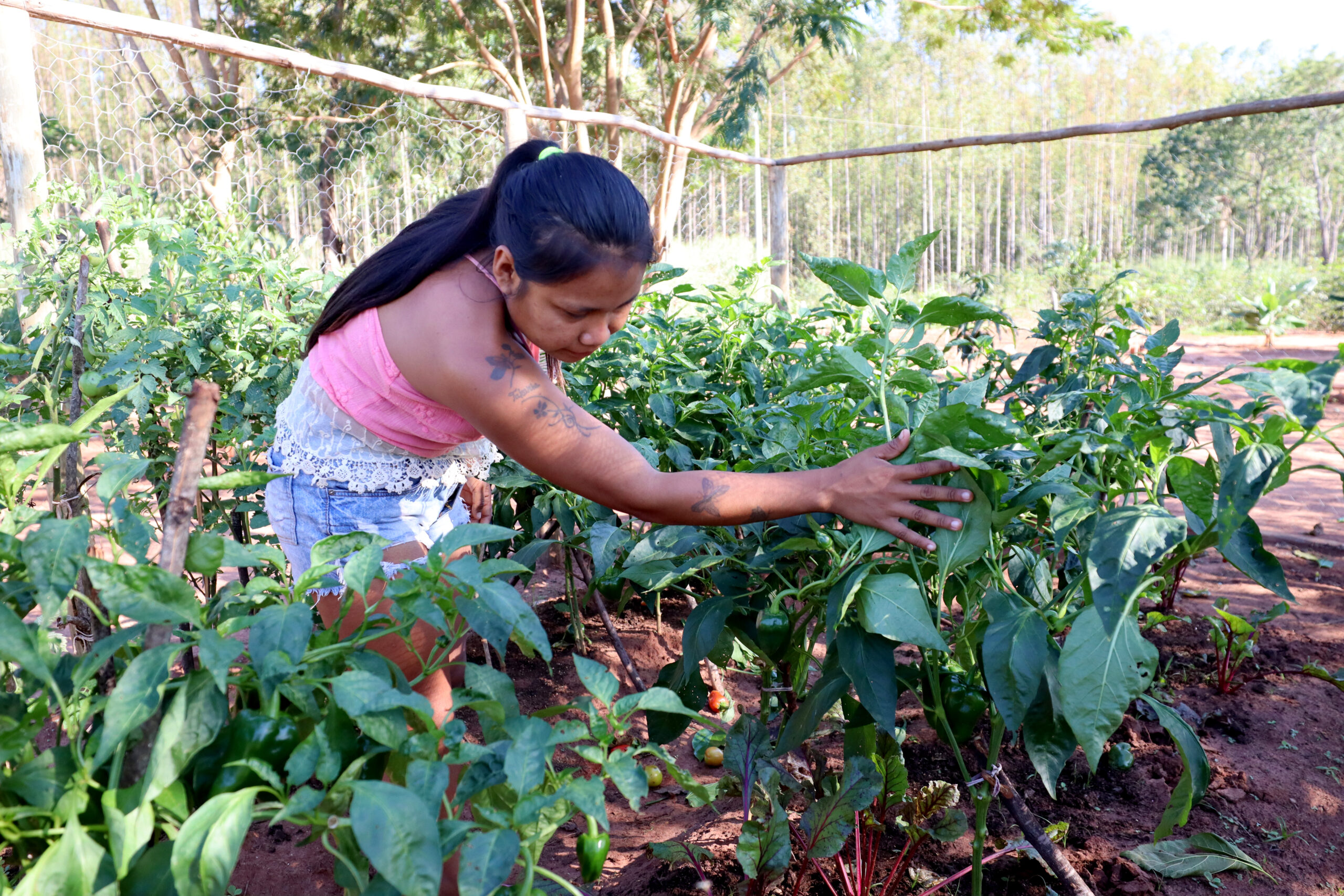 Imagem ilustrativa da produção de alimentos de base ecológica em comunidade indígena. Crédito: Projeto Opaná: Chão Indígena 