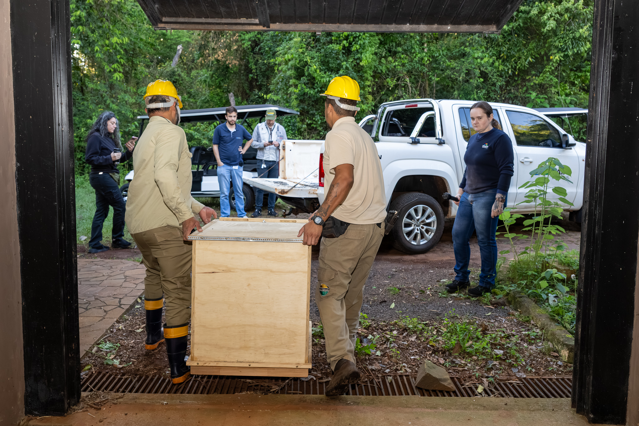 Transporte das harpias. Fotos: William Brisida/Itaipu Binacional.