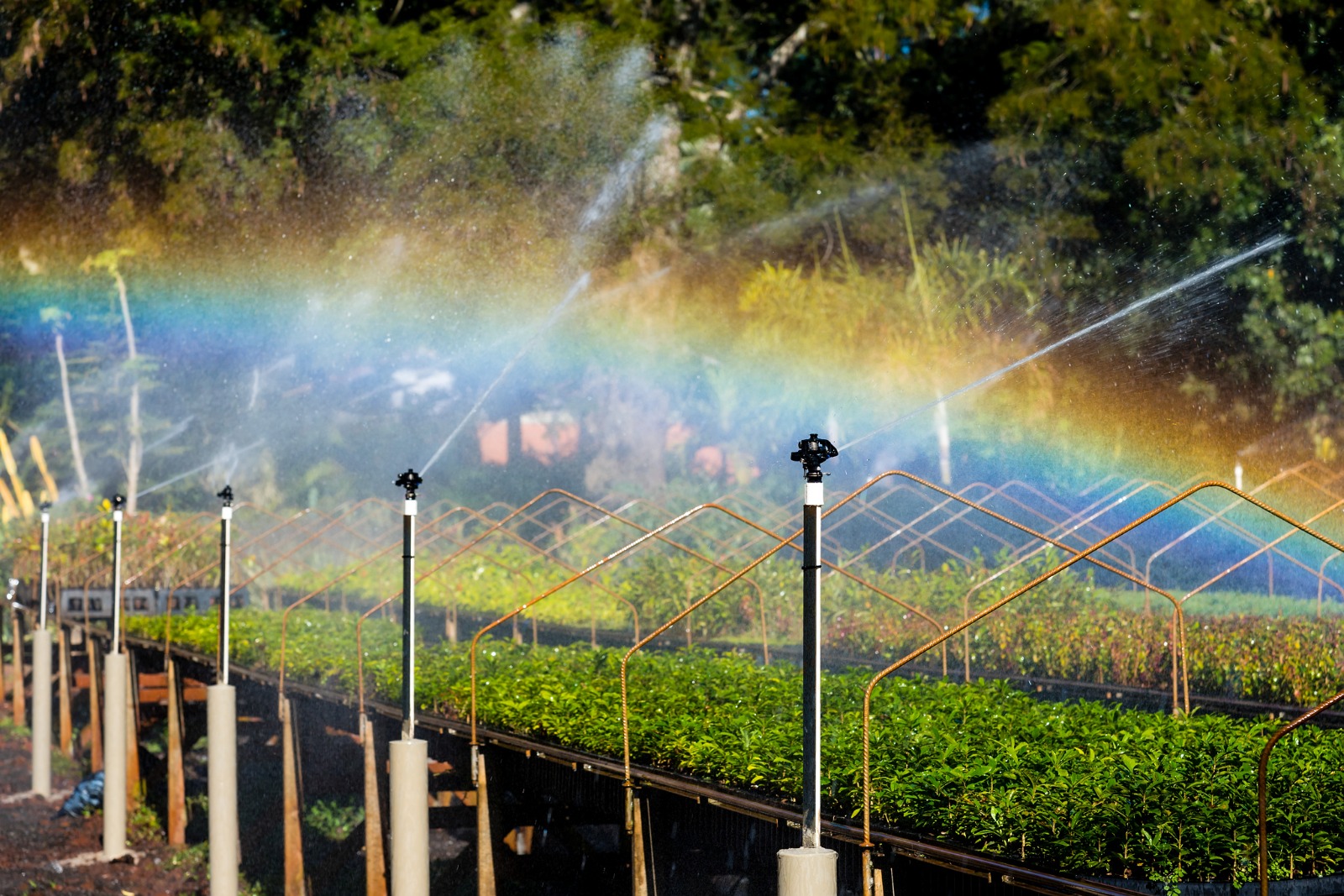 No viveiro do Refúgio Biológico Bela Vista são produzidas 350 mil mudas de árvores por ano. Foto: Rubens Fraulini/Itaipu Binacional.
