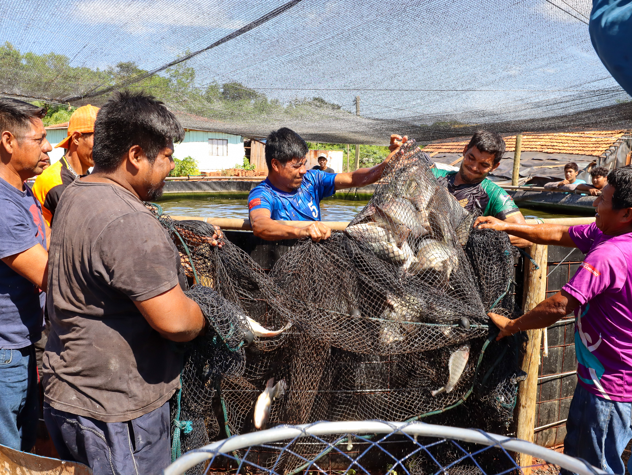 Despesca foi realizada na comunidade Aty Mirĩ, em Itaipulândia. Fotos: Fabio Conterno/FLD.