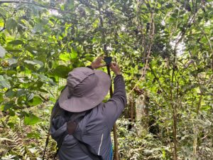 Instalação de aparelho de levantamento de fauna. Fotos: Embrapa.